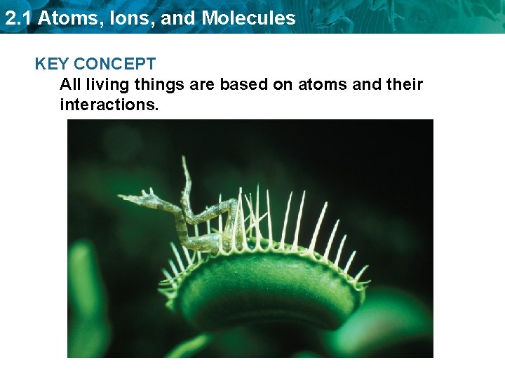 2. 1 Atoms, Ions, and Molecules KEY CONCEPT All living things are based on