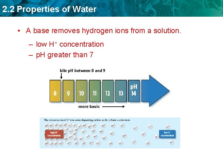2. 2 Properties of Water • A base removes hydrogen ions from a solution.