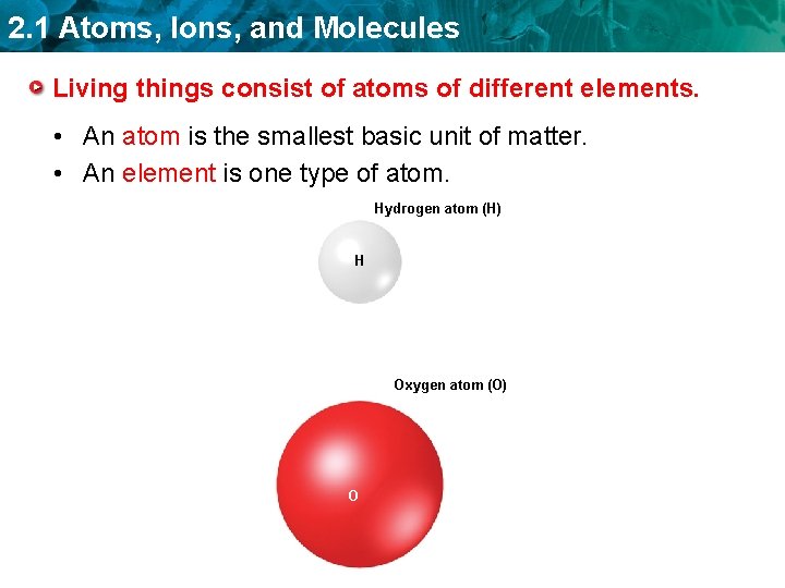 2. 1 Atoms, Ions, and Molecules Living things consist of atoms of different elements.