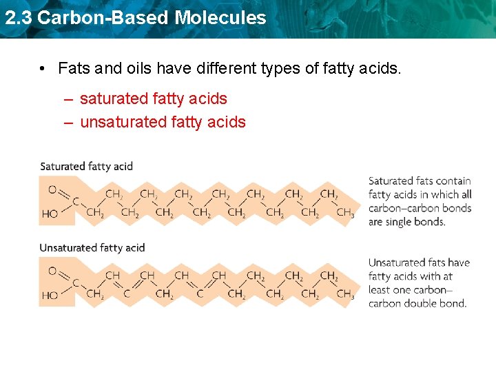 2. 3 Carbon-Based Molecules • Fats and oils have different types of fatty acids.