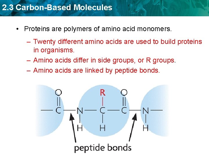 2. 3 Carbon-Based Molecules • Proteins are polymers of amino acid monomers. – Twenty