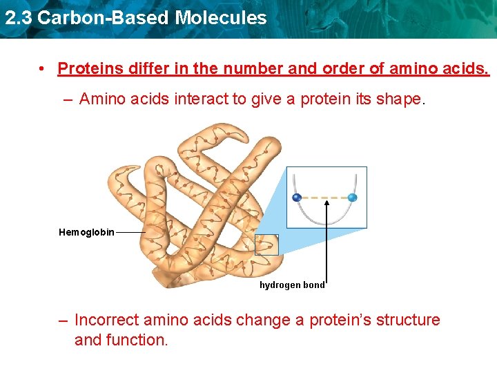 2. 3 Carbon-Based Molecules • Proteins differ in the number and order of amino