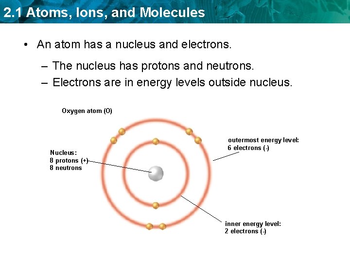 2. 1 Atoms, Ions, and Molecules • An atom has a nucleus and electrons.