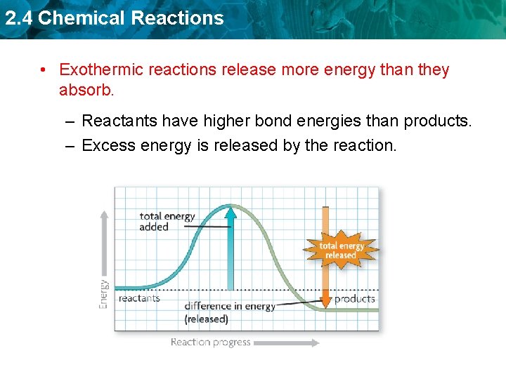 2. 4 Chemical Reactions • Exothermic reactions release more energy than they absorb. –