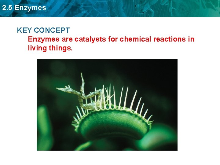 2. 5 Enzymes KEY CONCEPT Enzymes are catalysts for chemical reactions in living things.