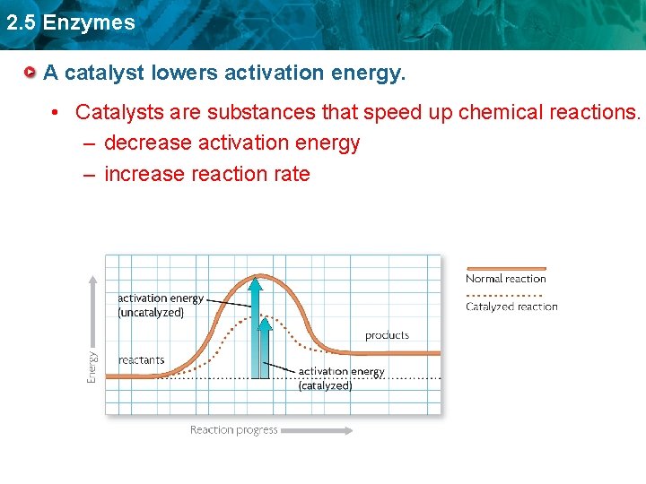 2. 5 Enzymes A catalyst lowers activation energy. • Catalysts are substances that speed