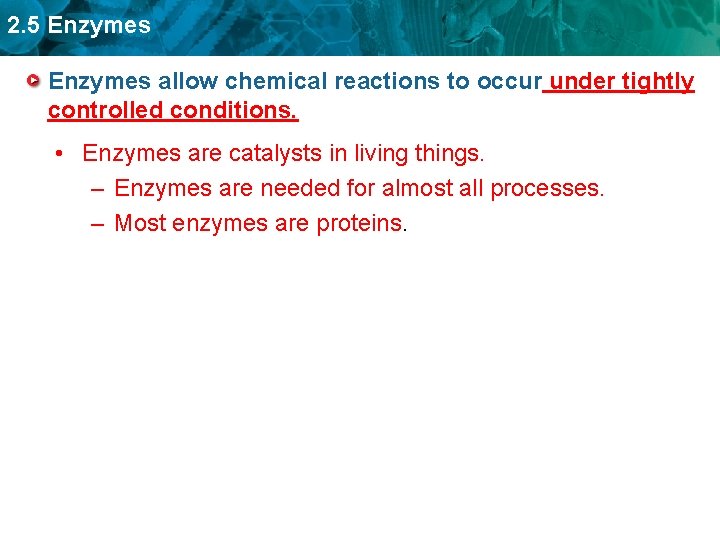 2. 5 Enzymes allow chemical reactions to occur under tightly controlled conditions. • Enzymes
