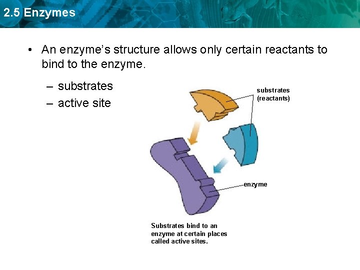 2. 5 Enzymes • An enzyme’s structure allows only certain reactants to bind to