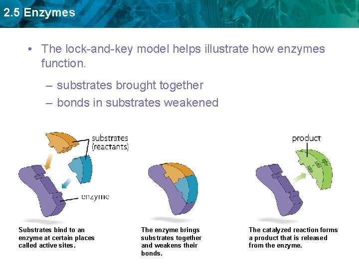2. 5 Enzymes • The lock-and-key model helps illustrate how enzymes function. – substrates