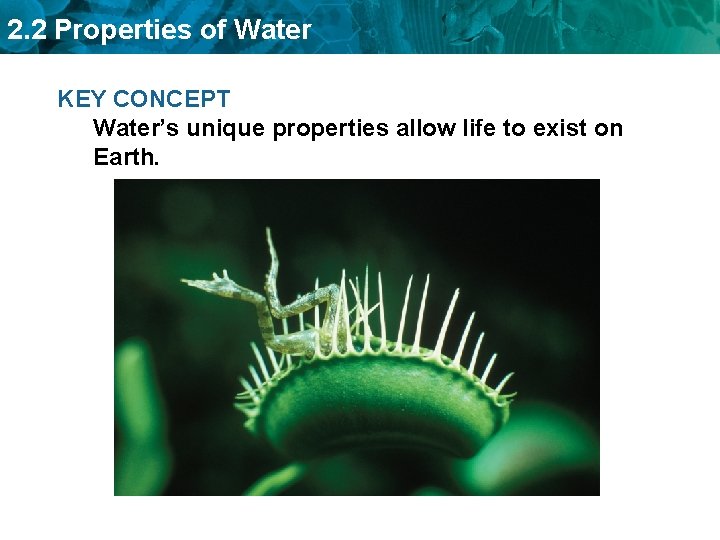 2. 2 Properties of Water KEY CONCEPT Water’s unique properties allow life to exist