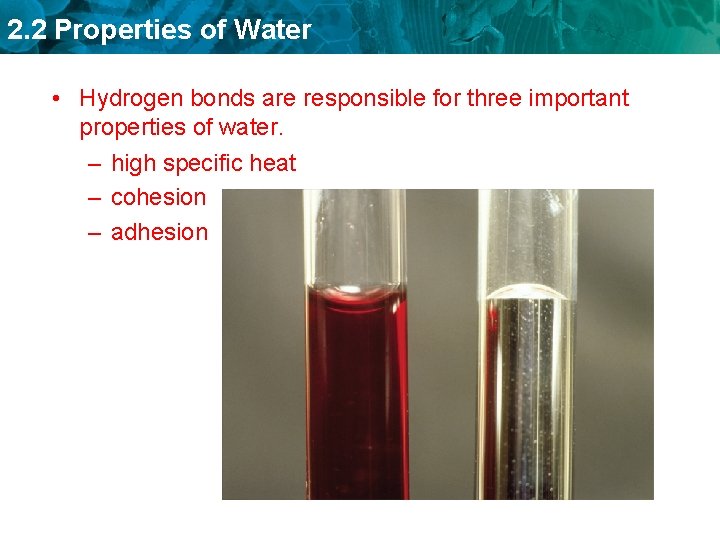 2. 2 Properties of Water • Hydrogen bonds are responsible for three important properties