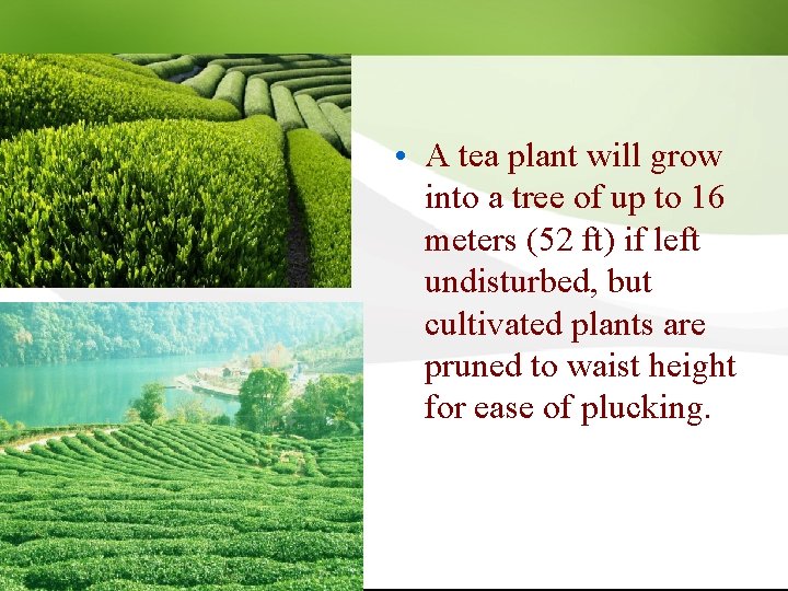  • A tea plant will grow into a tree of up to 16