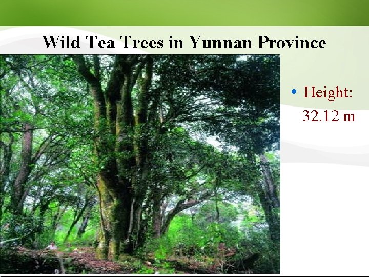 Wild Tea Trees in Yunnan Province Height: 32. 12 m 