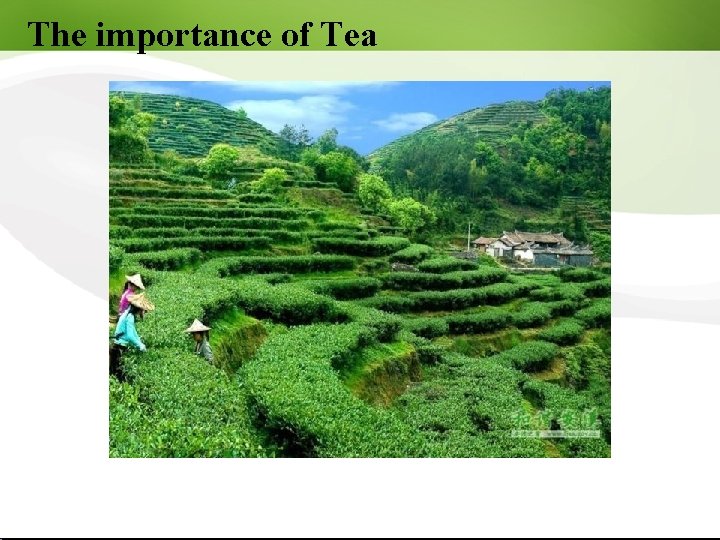 The importance of Tea 