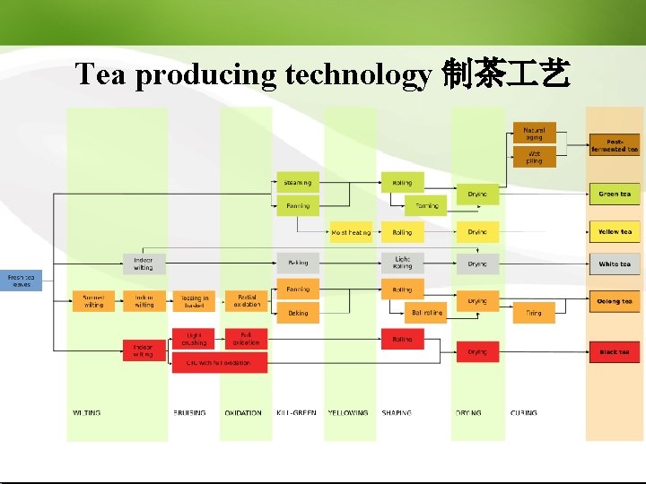 Tea producing technology 制茶 艺 