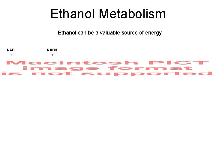 Ethanol Metabolism Ethanol can be a valuable source of energy NADH + + 