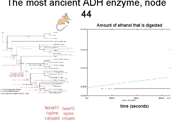 The most ancient ADH enzyme, node 44 Amount of ethanol that is digested time