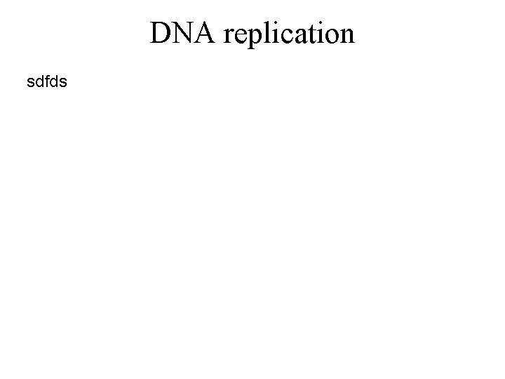 DNA replication sdfds 