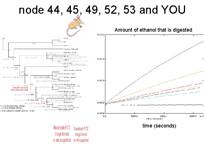 node 44, 45, 49, 52, 53 and YOU Amount of ethanol that is digested