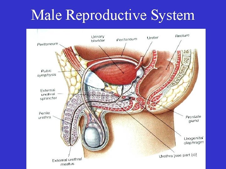 Male Reproductive System 