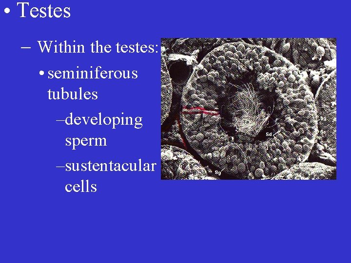  • Testes – Within the testes: • seminiferous tubules –developing sperm –sustentacular cells