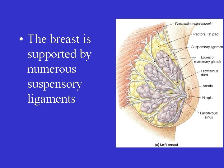  • The breast is supported by numerous suspensory ligaments 