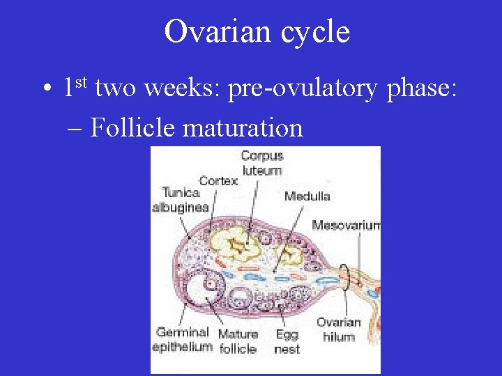 Ovarian cycle • 1 st two weeks: pre-ovulatory phase: – Follicle maturation 