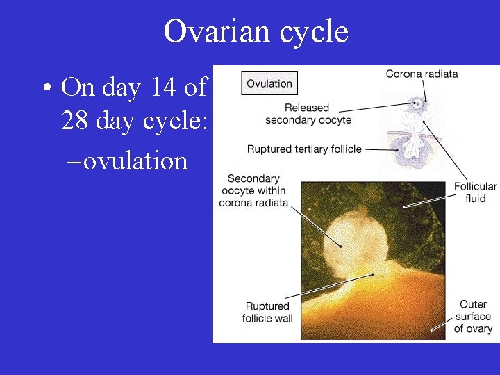 Ovarian cycle • On day 14 of a 28 day cycle: – ovulation 