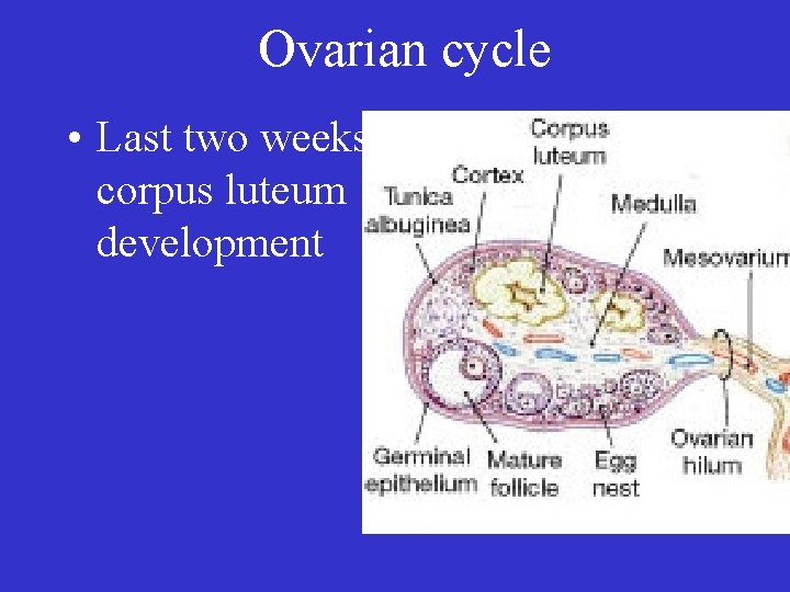 Ovarian cycle • Last two weeks: corpus luteum development 