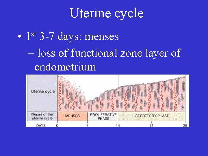 Uterine cycle • 1 st 3 -7 days: menses – loss of functional zone