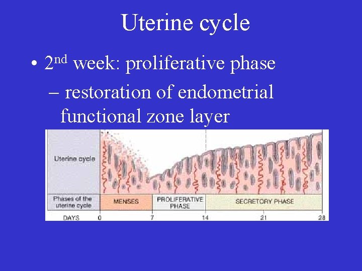 Uterine cycle • 2 nd week: proliferative phase – restoration of endometrial functional zone