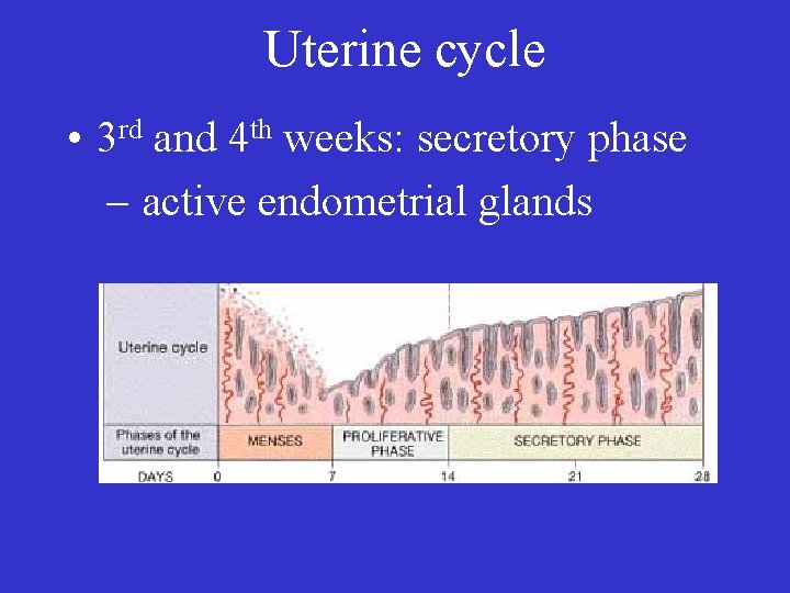 Uterine cycle • 3 rd and 4 th weeks: secretory phase – active endometrial