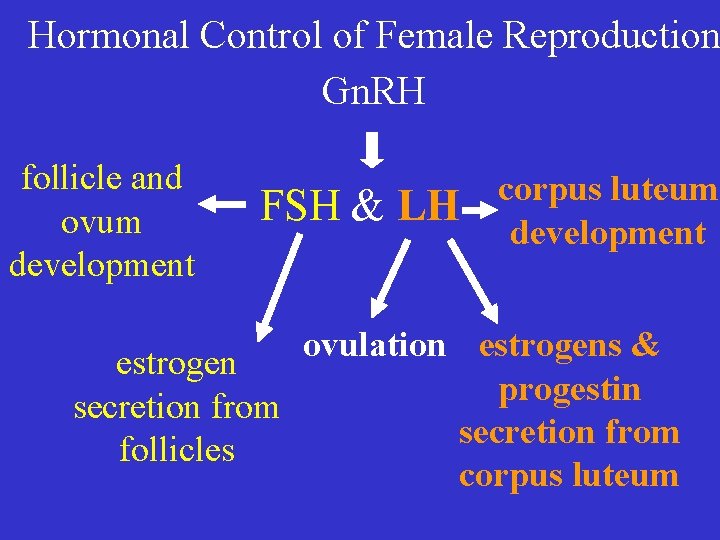 Hormonal Control of Female Reproduction Gn. RH follicle and ovum development FSH & LH