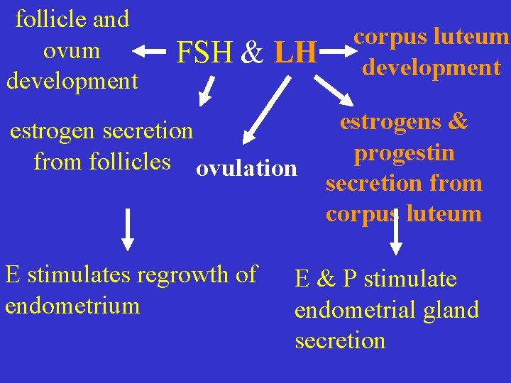 follicle and ovum development FSH & LH estrogen secretion from follicles ovulation E stimulates