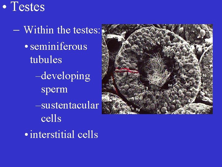  • Testes – Within the testes: • seminiferous tubules –developing sperm –sustentacular cells