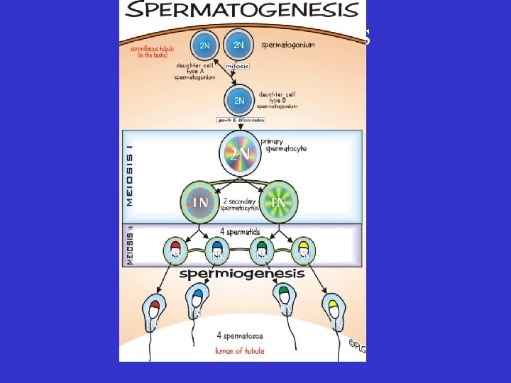 Spermatogenesis 
