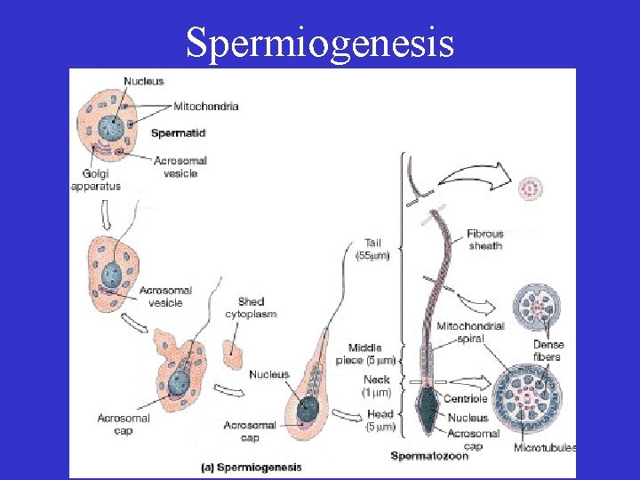 Spermiogenesis 