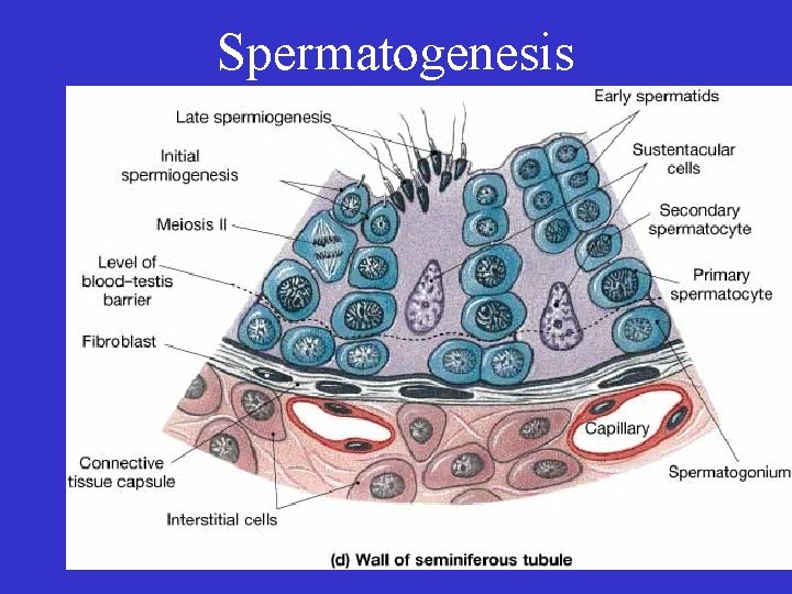 Spermatogenesis 