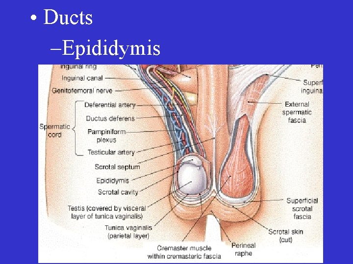  • Ducts –Epididymis 