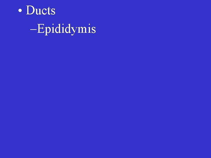  • Ducts –Epididymis 