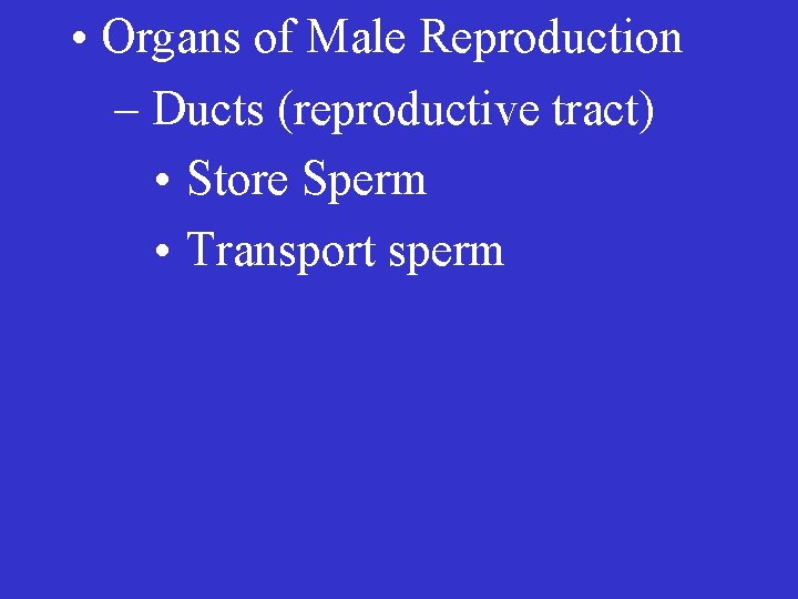  • Organs of Male Reproduction – Ducts (reproductive tract) • Store Sperm •