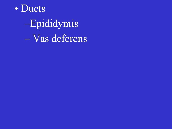  • Ducts –Epididymis – Vas deferens 