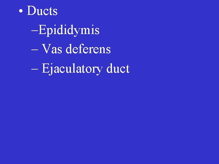  • Ducts –Epididymis – Vas deferens – Ejaculatory duct 