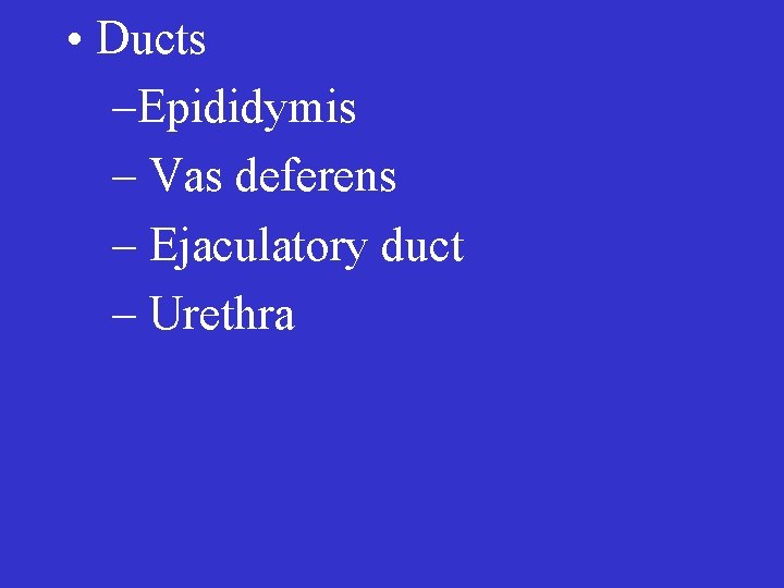 • Ducts –Epididymis – Vas deferens – Ejaculatory duct – Urethra 
