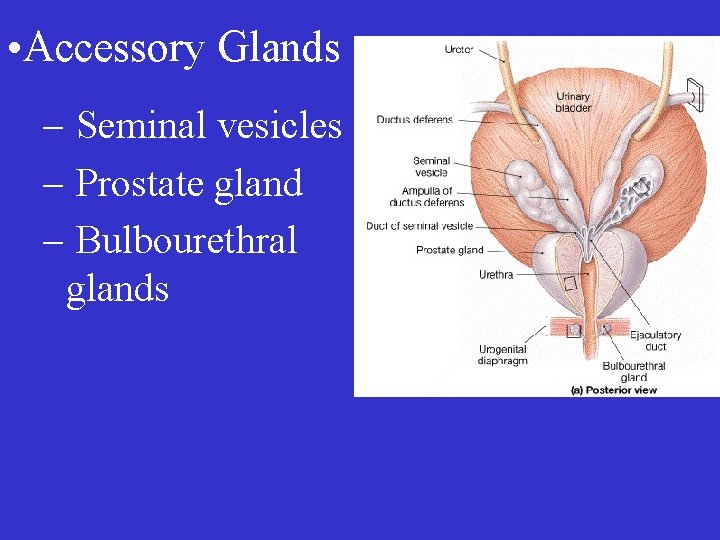  • Accessory Glands – Seminal vesicles – Prostate gland – Bulbourethral glands 