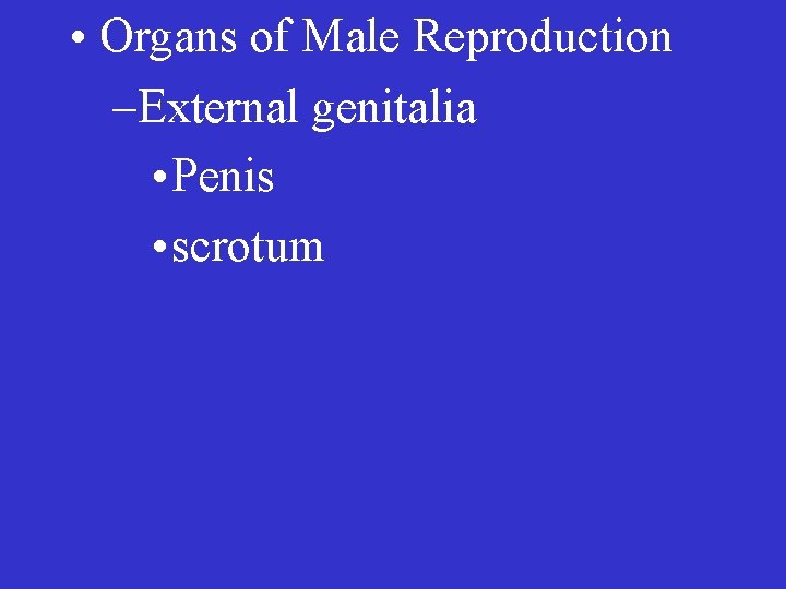  • Organs of Male Reproduction –External genitalia • Penis • scrotum 