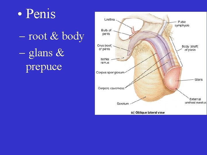  • Penis – root & body – glans & prepuce 