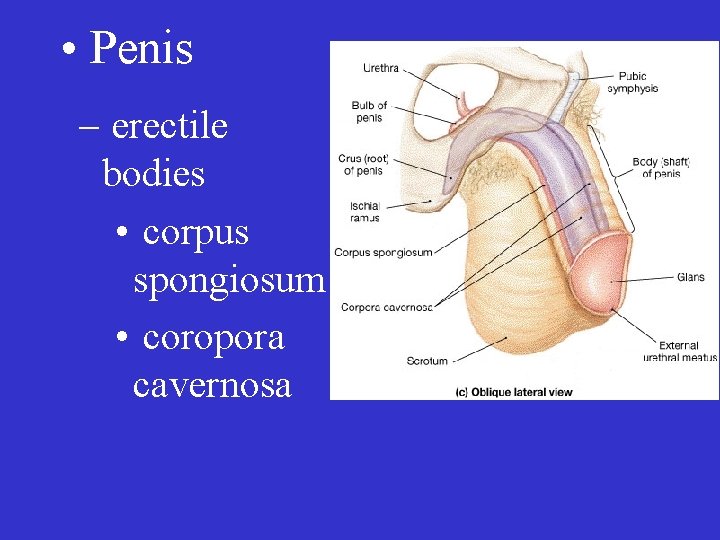  • Penis – erectile bodies • corpus spongiosum • coropora cavernosa 