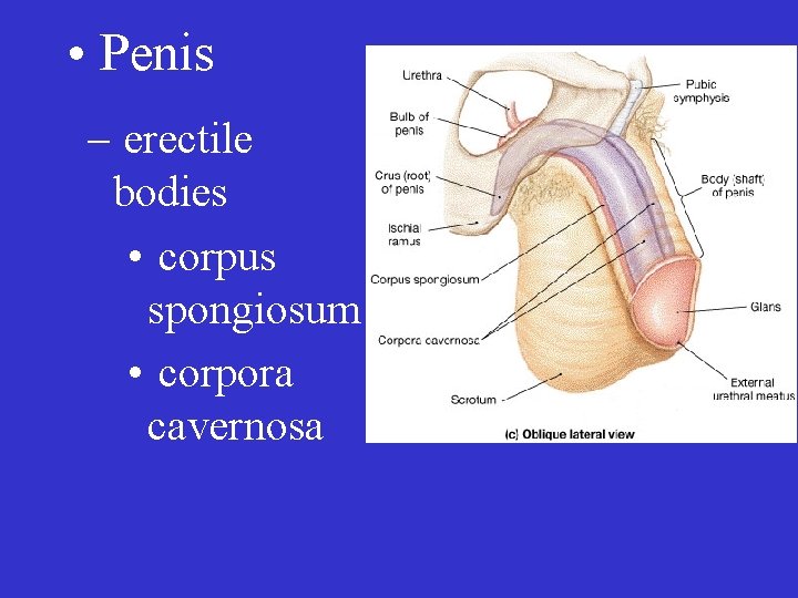  • Penis – erectile bodies • corpus spongiosum • corpora cavernosa 