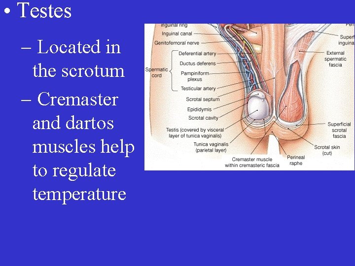  • Testes – Located in the scrotum – Cremaster and dartos muscles help